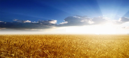 Урожайность зерновых  (кг на гектар) 2013