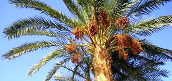Шрот пальмовый