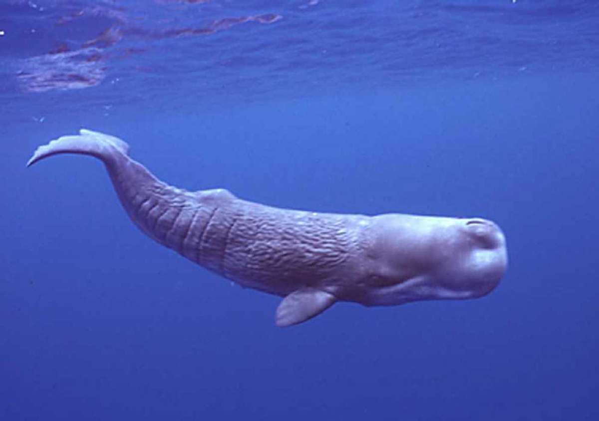 Кашалот - самый большой зубастый кит