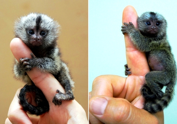 Самая маленькая обезьяна в мире